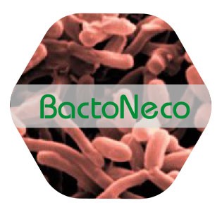 Bactoneco