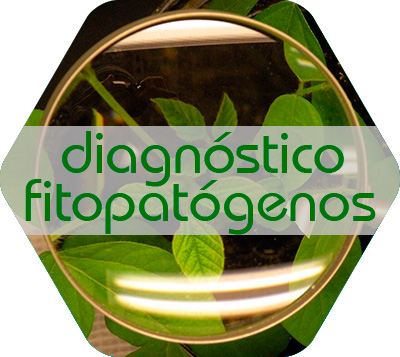 Diagnóstico de fitopatógenos