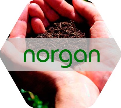 Norgan